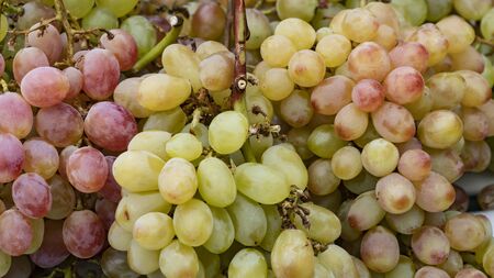 Fresh red and green Grapes in Detail on market