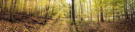 Beautiful panoramic Forest in Summer in Germanyの写真素材
