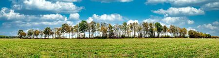 Panorama from line of trees in autumn on a beautiful dayの写真素材