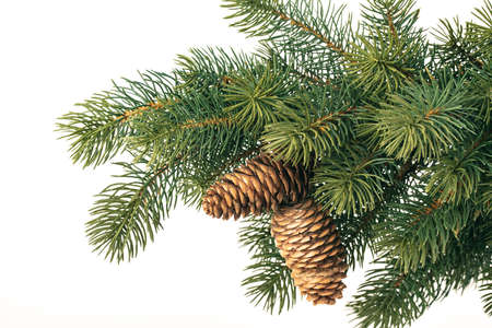 Fir branch with pine cones isolated over white background