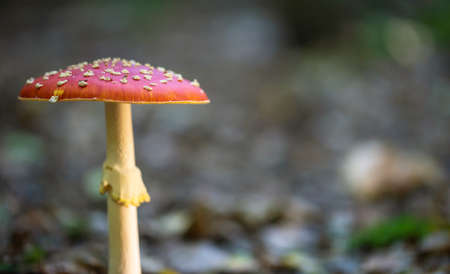 Toadstool, close up of a poisonous mushroom in the forest.の写真素材