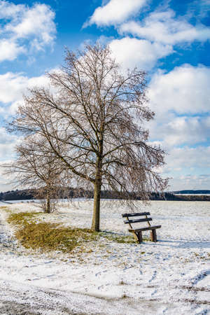 Tranquil winter landscape with tree and bench in Germanyの写真素材