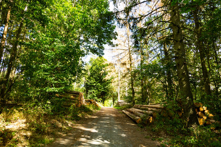 Lane in a forest with heap of wood on a summer dayの写真素材