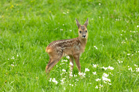 Beautiful Deer Fawn standing on meadow with flowers in springtime.の写真素材