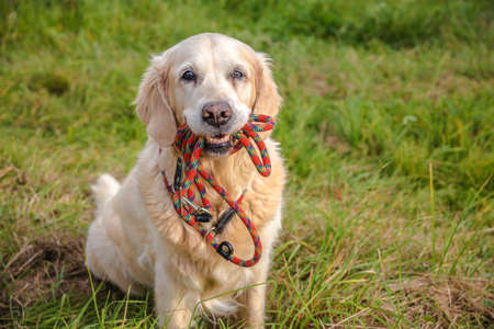 Dog with a leash in its mouth sitting on a meadowの写真素材