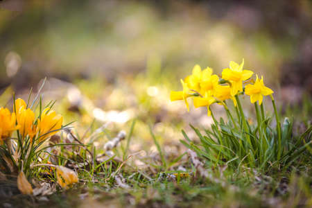 Macro from beautiful yellow Daffodils in detailの写真素材