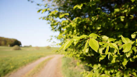 Hazelnut bush with a beautiful landscape in springtimeの写真素材