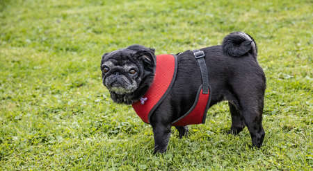 Black senior pug with dog harness posing on green meadows.の写真素材