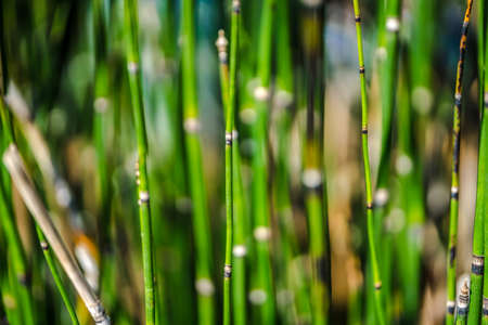 Abstract background with the image of green marsh plant sprouts - Horsetail wintering growing.の写真素材