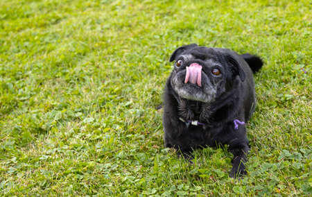 Black senior pug with red tongue posing on green meadows.の写真素材