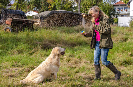 Dog trainer trains a golden retriever on a meadow in autumn.の写真素材