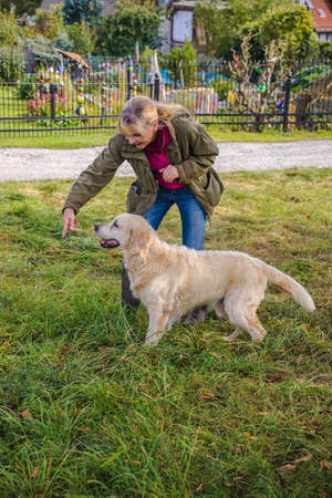 Dog trainer trains a golden retriever on a meadow in autumn.の写真素材