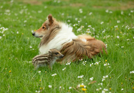 Wild Boar playing with Collie on a meadow in springtimeの写真素材