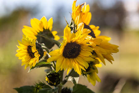 Wilted Sunflowers on a sunny day at the beginning of autumnの写真素材