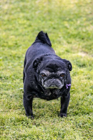 Black senior pug posing on green meadows.の写真素材