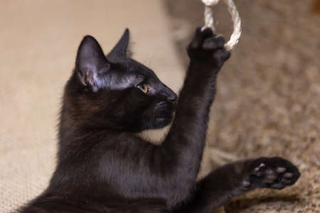 Lively black baby kitten is playing with a rope.の写真素材