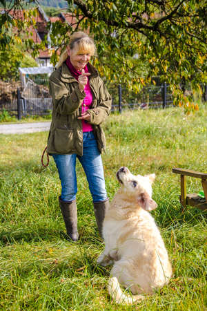 Dog trainer trains a golden retriever on a meadow in autumn.の写真素材