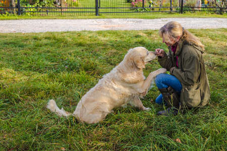 Beige senior golden retriever gives paw to her female ownerの写真素材