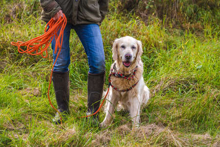 Dog owner trains with a golden retriever with the towline.の写真素材