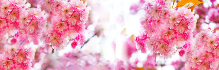Panorama collage from beautiful pink cherry blossums in detail on a sunny day in sprintimeの写真素材
