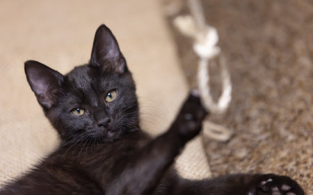 Beautiful black kitten playing with a rope.の写真素材