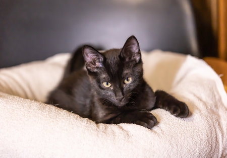 Portrait of beautiful black baby kitten .の写真素材