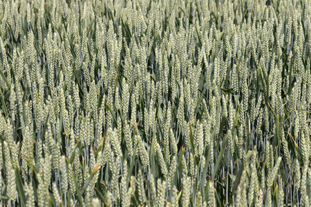 Green immature cornfield in detail as backgroundの写真素材