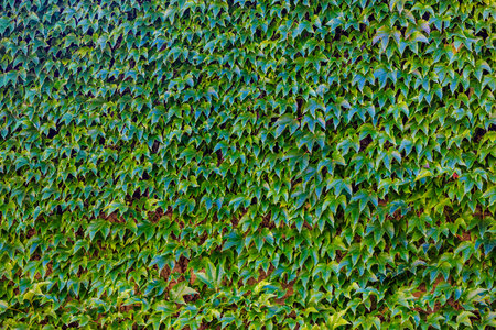 Full frame green Ivy House Facade as Backgroundの写真素材