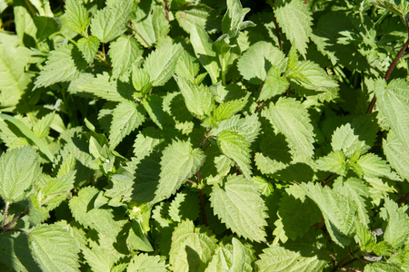 Green nettle field. Garden, health and medicine concept.の写真素材
