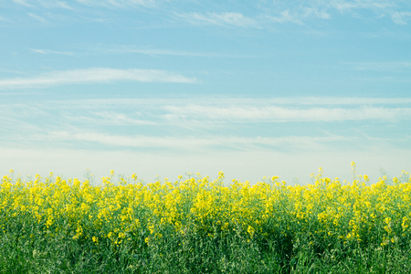 Yellow rapefield with blue sky. Agriculture, environment and energy concept.の写真素材