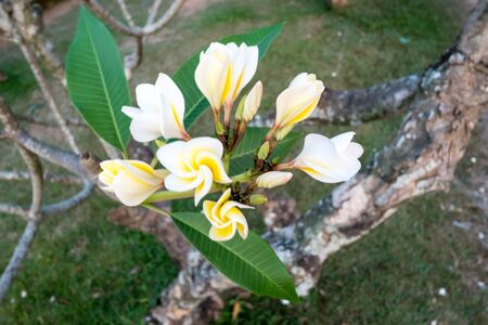 white , pink and yellow Plumeria backgroundの写真素材