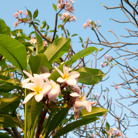 white , pink and yellow Plumeria backgroundの写真素材