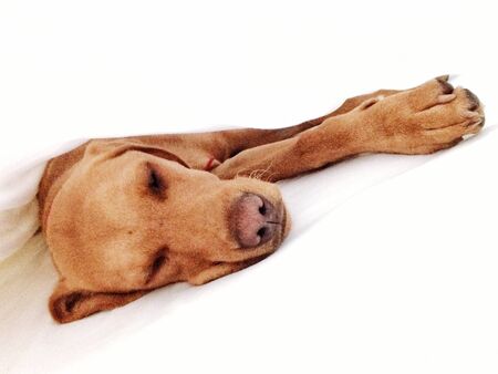 A lazy, pampered pet dog or puppy laying between crisp, clean white sheets in it's owner's bed.の素材