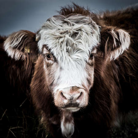 A close up of a hairy Highland Cattle cow