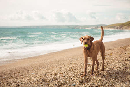 A fit and healthy yellow Labrador retriever dog standing on a beach whilst on Summer vacation and playing with a ball in its mouth with copy spaceの写真素材