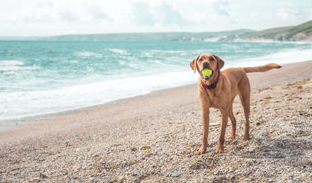A fit and healthy yellow Labrador retriever dog standing on a beach whilst on Summer vacation and playing with a ball in its mouth with copy spaceの写真素材