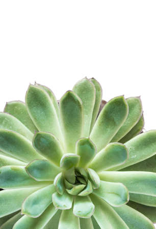 Looking down from above onto a healthy, green succulent plant with lush, green leaves on a white background with copy spaceの写真素材