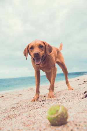 A happy and healthy yellow Labrador retriever waiting patiently for its ball to be thrown during a game of fetch whilst standing on a deserted beach on summer vacation with copy spaceの写真素材