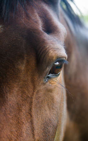 A close up of a horse head showing the detail of its eye with copy spaceの写真素材