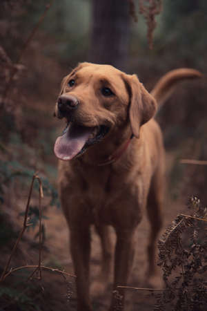 A pet portrait of a working Labrador retriever gun dog looking healthy and active during a countryside shootの写真素材