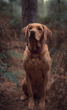 A pet portrait of a working Labrador retriever gun dog looking healthy and active during a countryside shootの写真素材