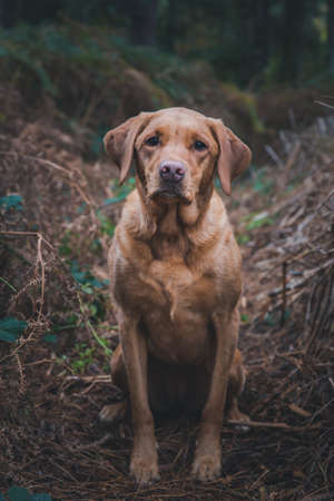 A portrait of a pedigree, working Labrador retriver Gun Dog in woodland countryside with copy spaceの写真素材