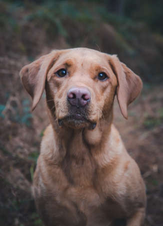 A portrait of a pedigree, working Labrador retriver Gun Dog in woodland countryside with copy spaceの写真素材