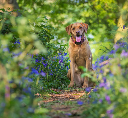 A fit and healthy fox red Labrador Retriever dog sitting amongst bluebells in woodland during a dog walkの写真素材