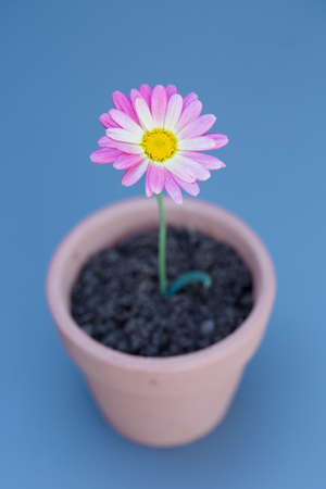 A pretty pink daisy flower in a small flowerpot on a blue background with copy space