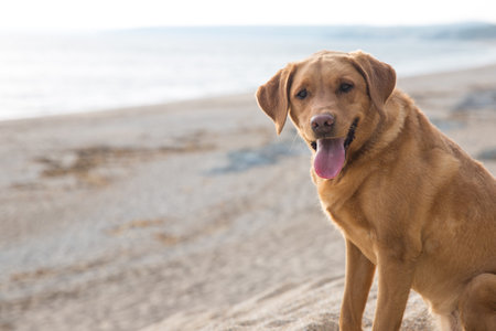 A fox red or yellow labrador retriever dog looking healthy and fit on a Cornish beach at sunsetの写真素材