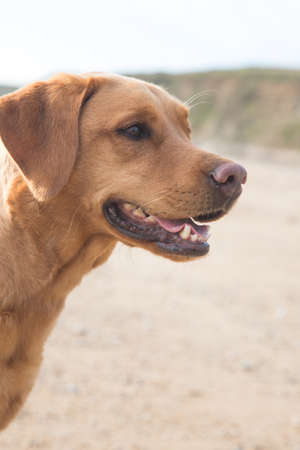 A close up profile portrait of a Fox Red labrador retriever pet dog on a sandy beach with mouth open whilst on Summer vacationの写真素材