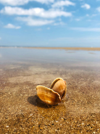 Seaside nature background of clam shell resting in a rock pool on a beach