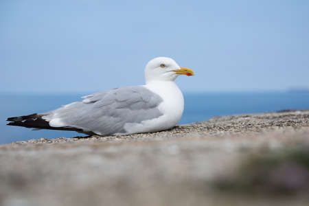 Close up of an adult Herring Gull seabird resting on a sea wall with copy space