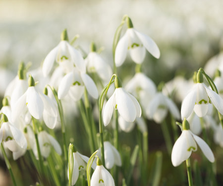 Beautiful snowdrop flowers outdoors on spring day, closeup. Space for textの写真素材